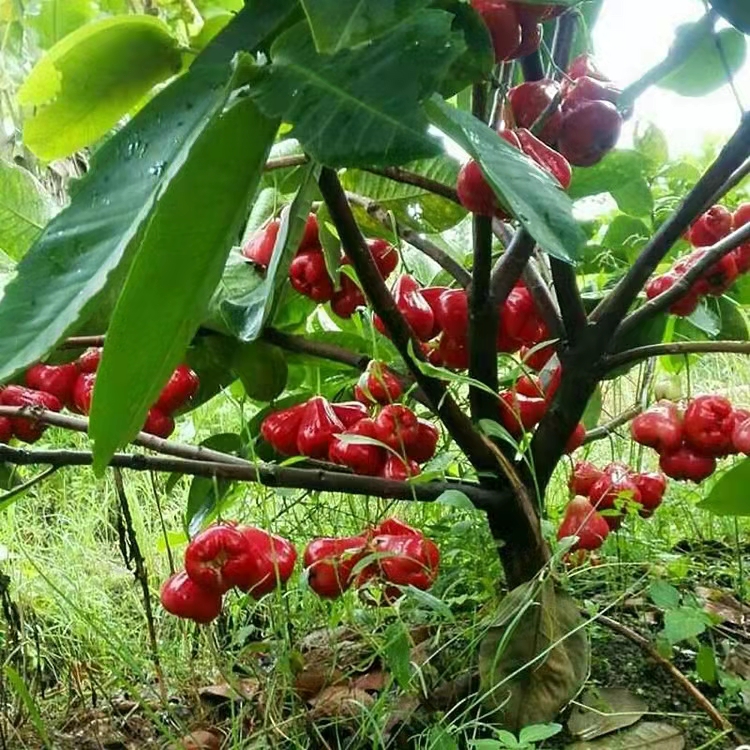 黑糖芭比莲雾