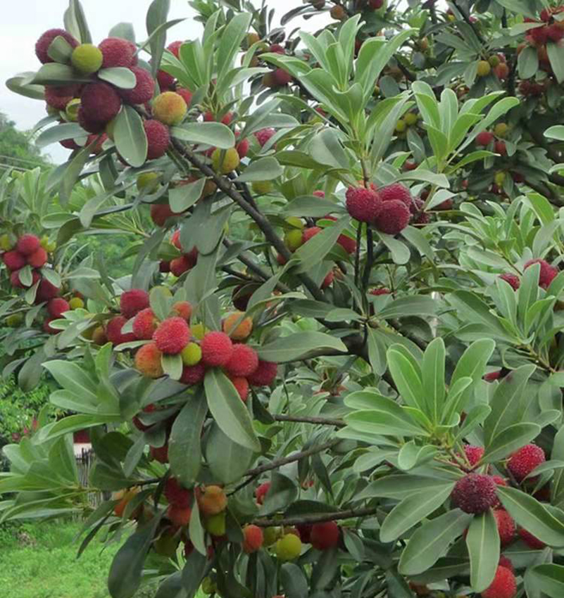 东魁杨梅
